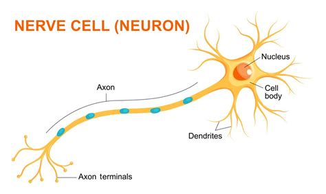 in what ways are nerve cells similar to others